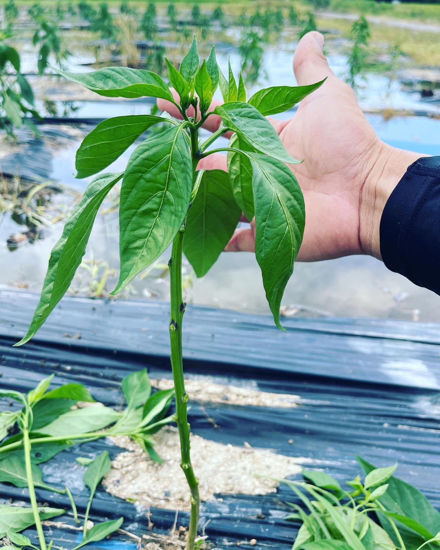 A Kagawa hontaka chili pepper seedling in the field