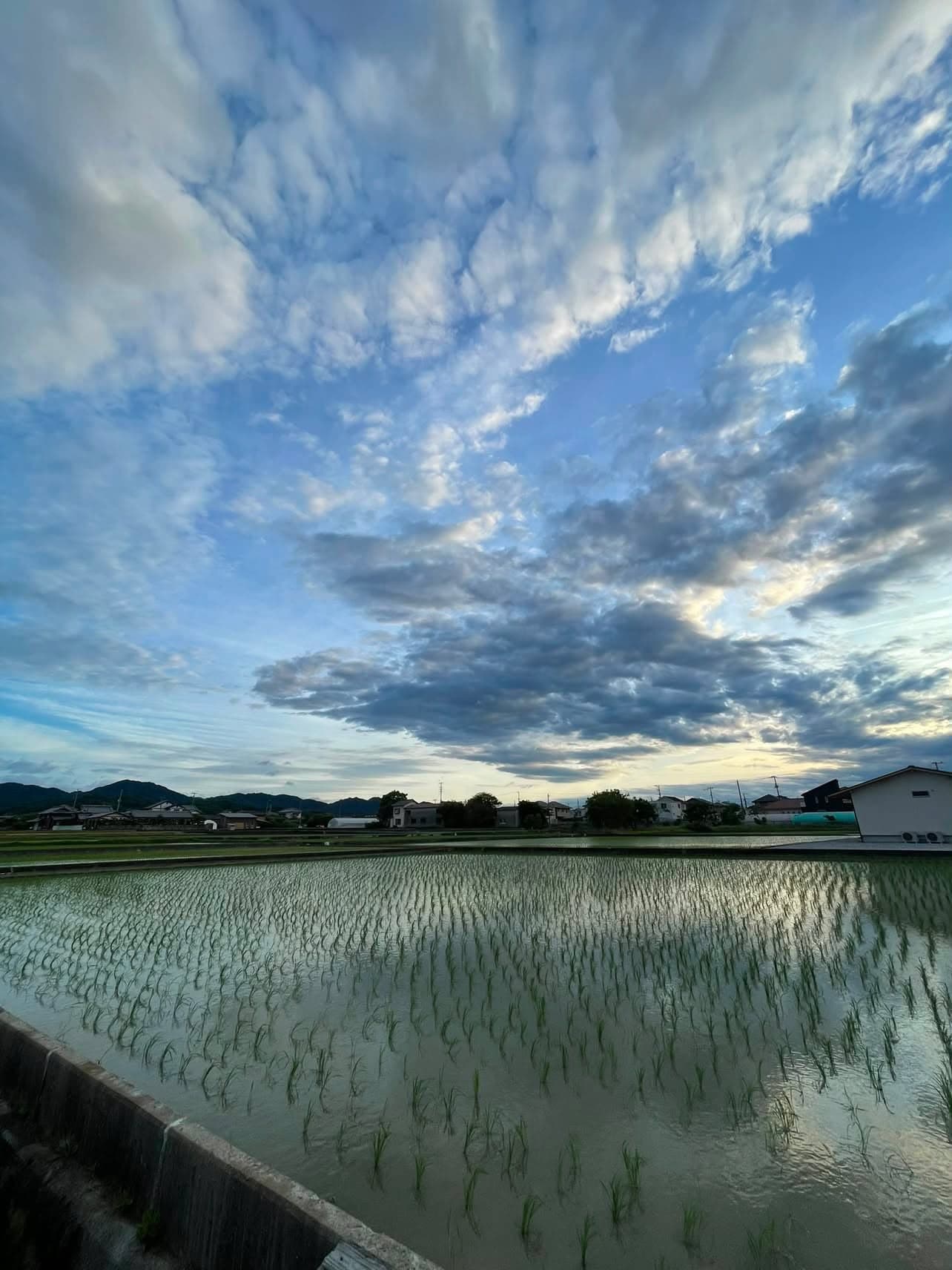 A flooded paddy of young rice seedlings under an evening sky