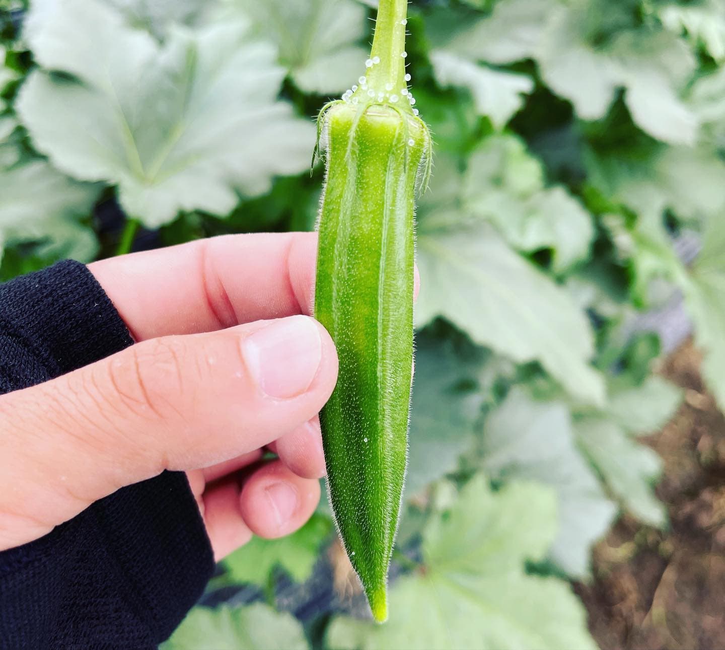 An okra branch with both flower and pod