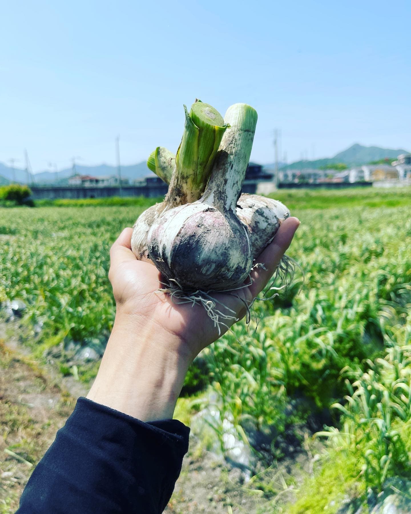 朝掘り生にんにく