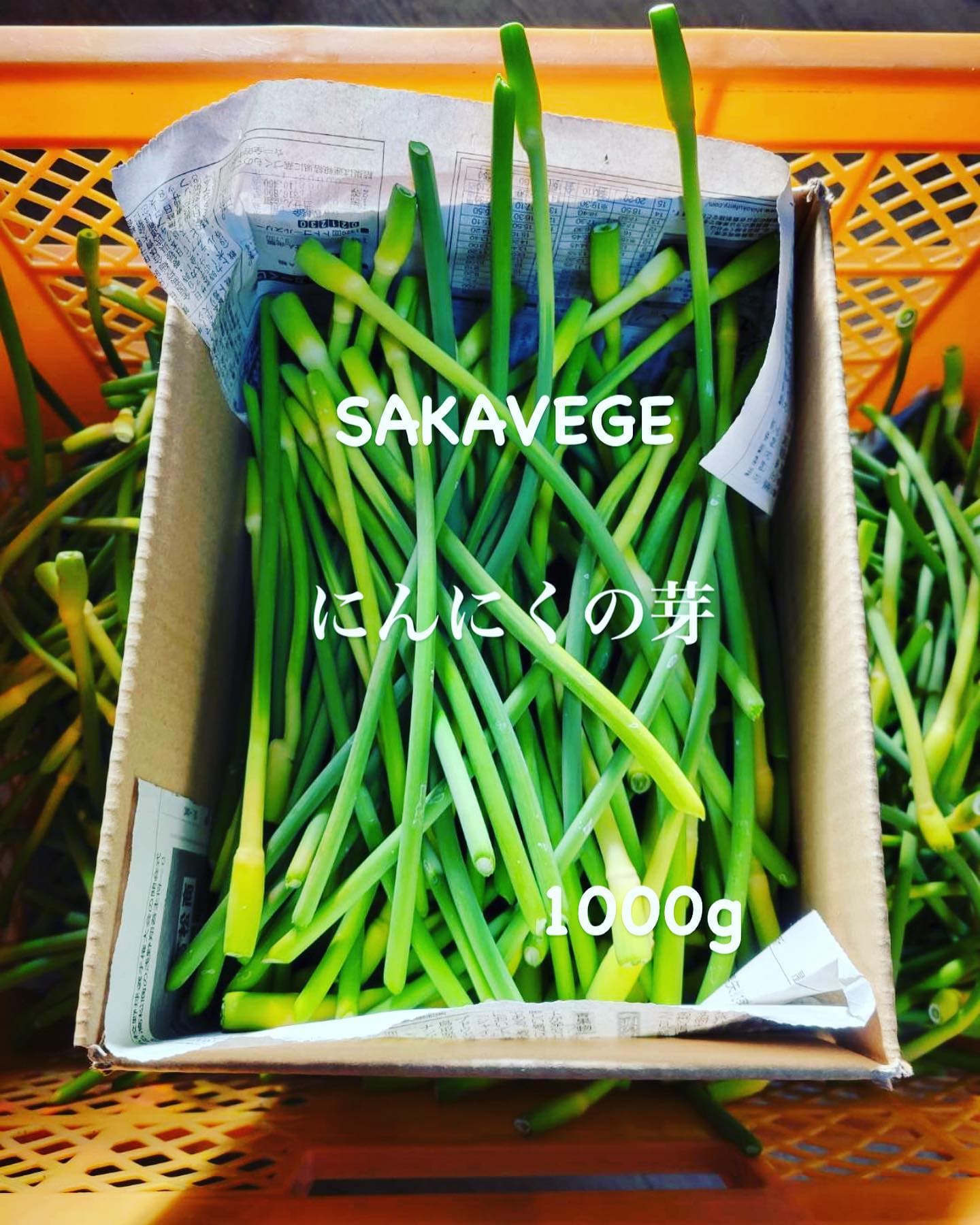 Garlic Scapes